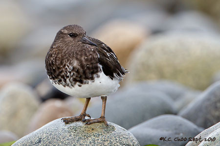 Black Turnstone