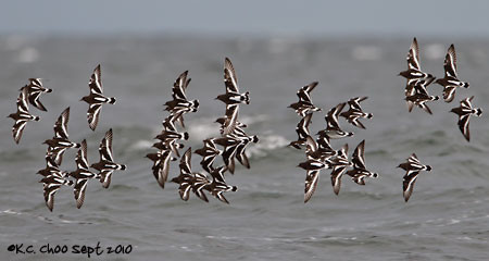 Black Turnstone