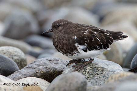 Black Turnstone