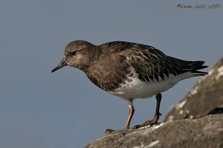 Black Turnstone