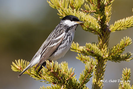 Blackpoll Warbler
