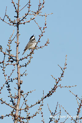 Blackpoll Warbler