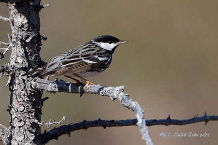 Blackpoll Warbler