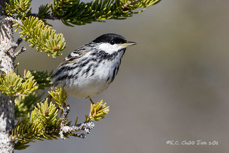 Blackpoll Warbler