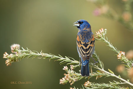 Blue Grosbeak