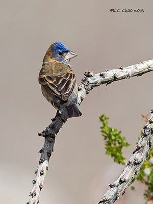 Blue Grosbeak