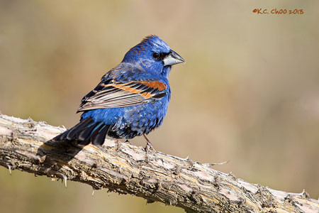 Blue Grosbeak