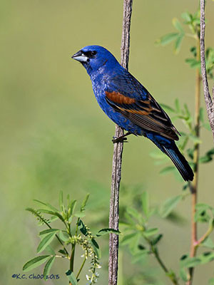Blue Grosbeak