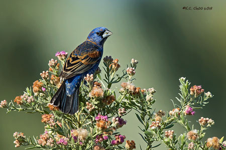 Blue Grosbeak