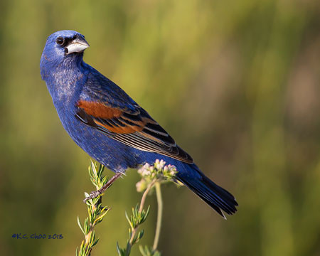 Blue Grosbeak