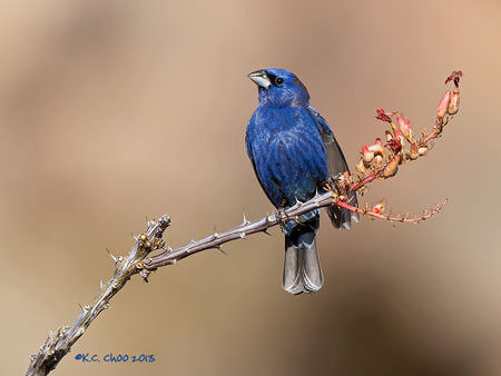 Blue Grosbeak