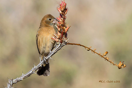 Blue Grosbeak