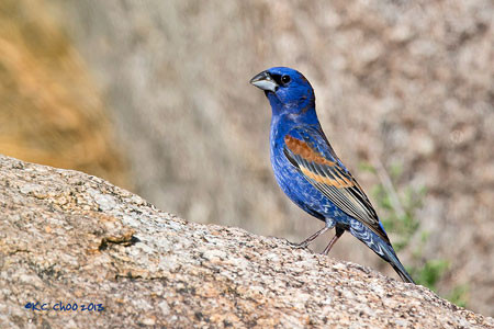 Blue Grosbeak