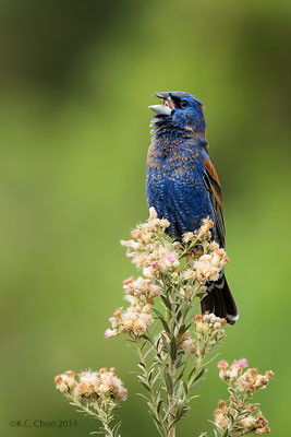 Blue Grosbeak