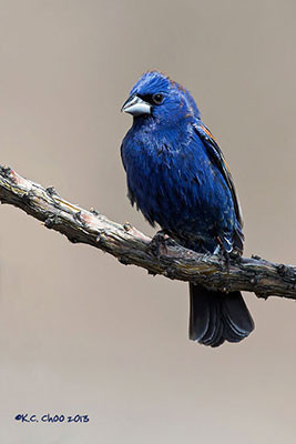 Blue Grosbeak