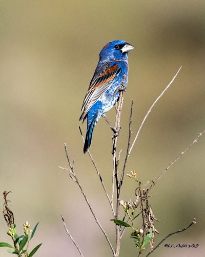 Blue Grosbeak