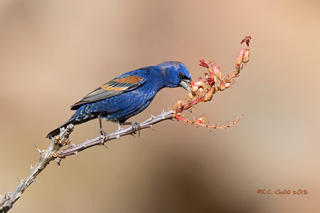 Blue Grosbeak