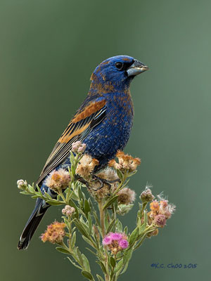 Blue Grosbeak