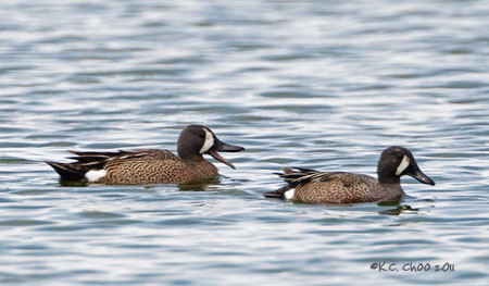 Blue-winged Teal