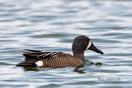 Blue-winged Teal