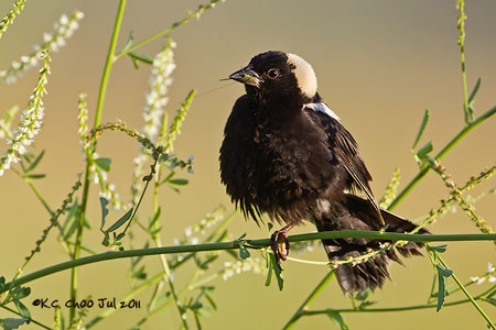 Bobolink