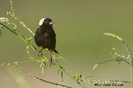Bobolink