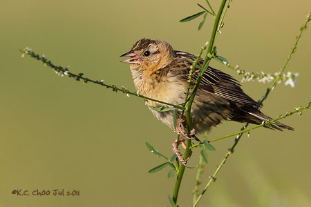 Bobolink