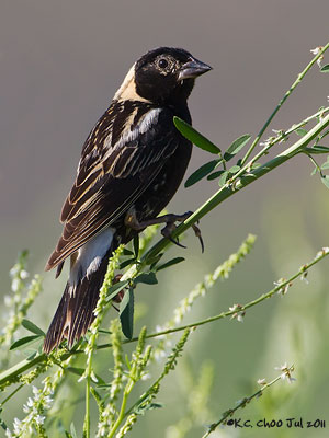 Bobolink
