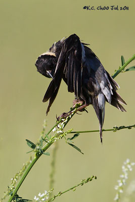 Bobolink