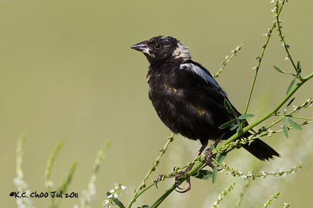 Bobolink