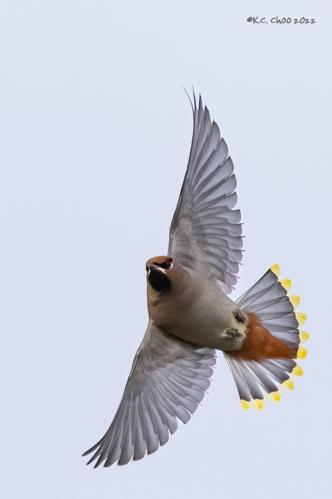 Bohemian Waxwing