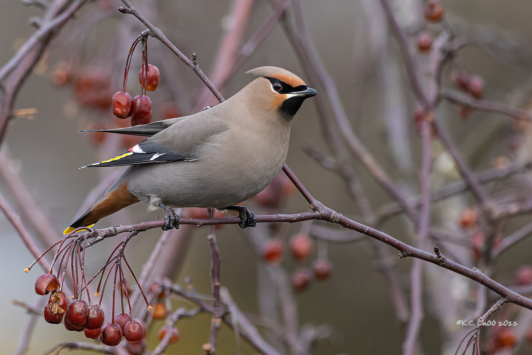 Bohemian Waxwing