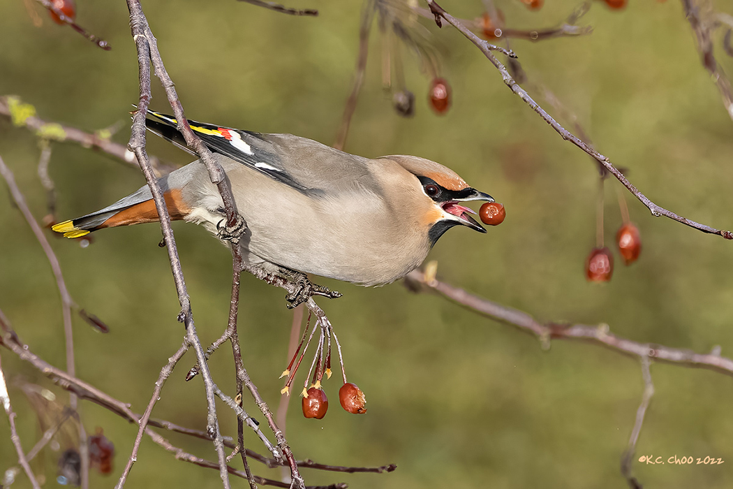 Bohemian Waxwing