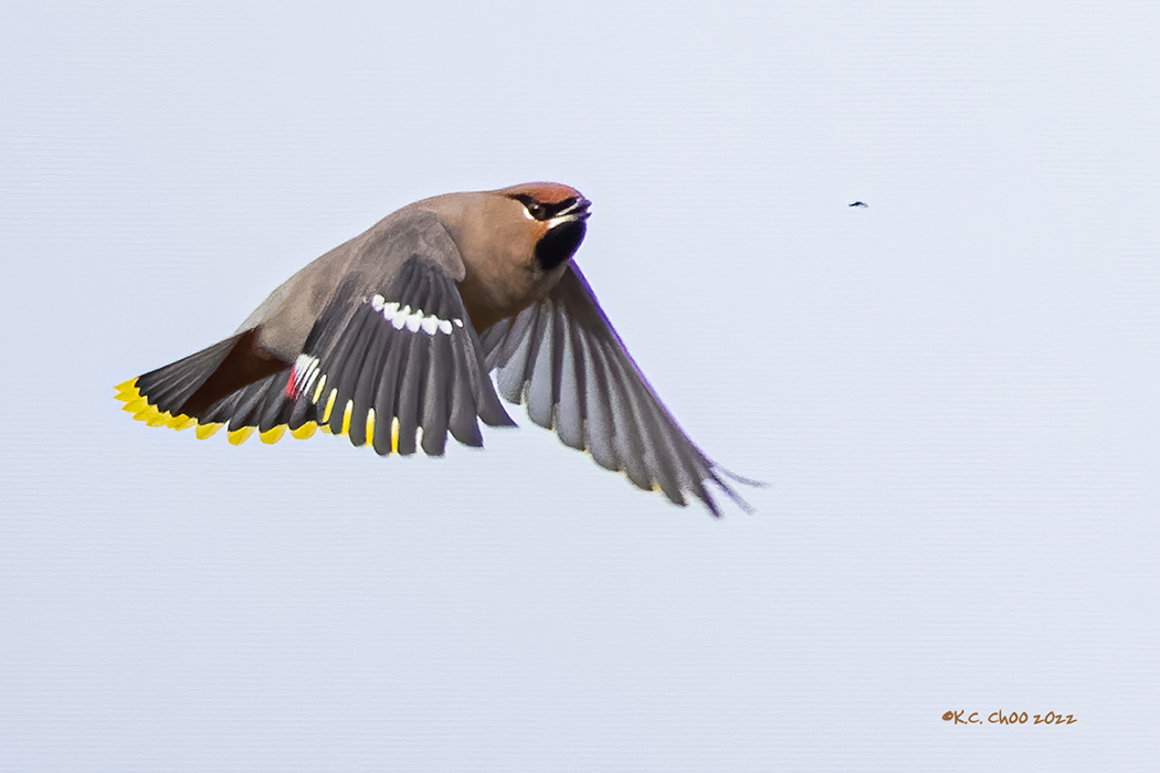 Bohemian Waxwing