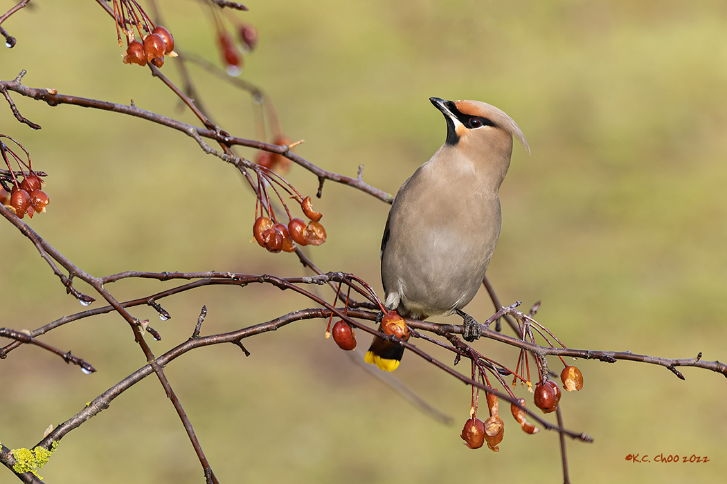 Bohemian Waxwing