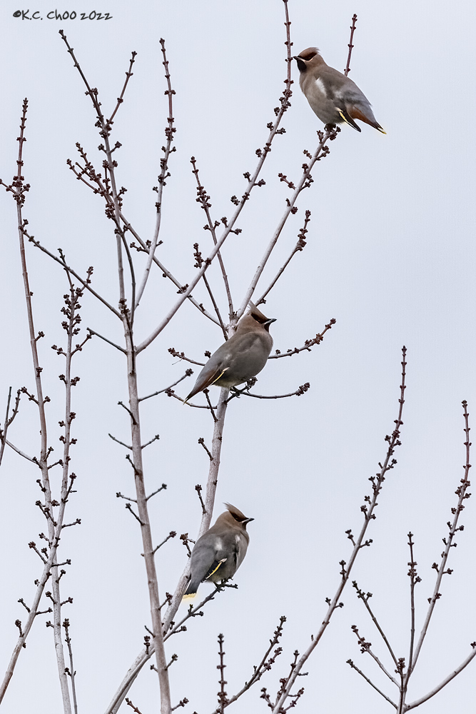 Bohemian Waxwing