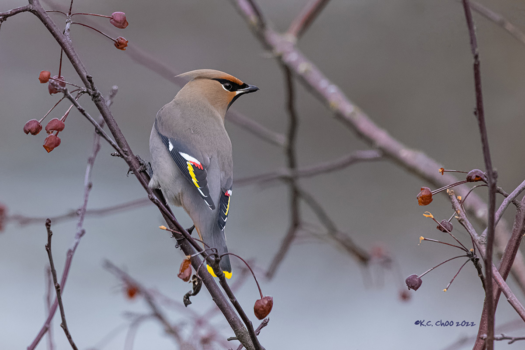 Bohemian Waxwing