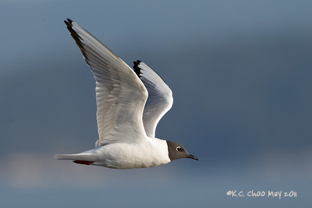 Bonaparte's Gull