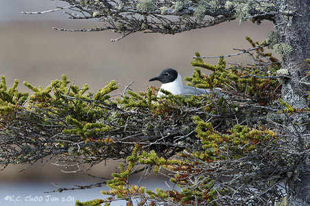 Bonaparte's Gull
