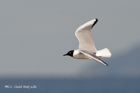 Bonaparte's Gull