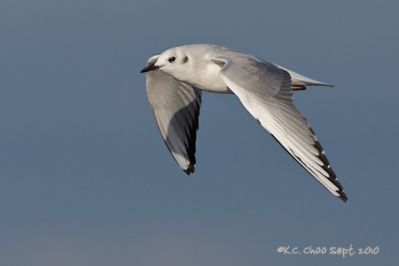 Bonaparte's Gull