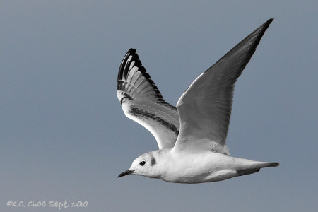 Bonaparte's Gull