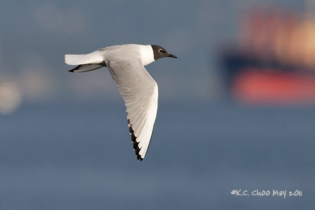 Bonaparte's Gull