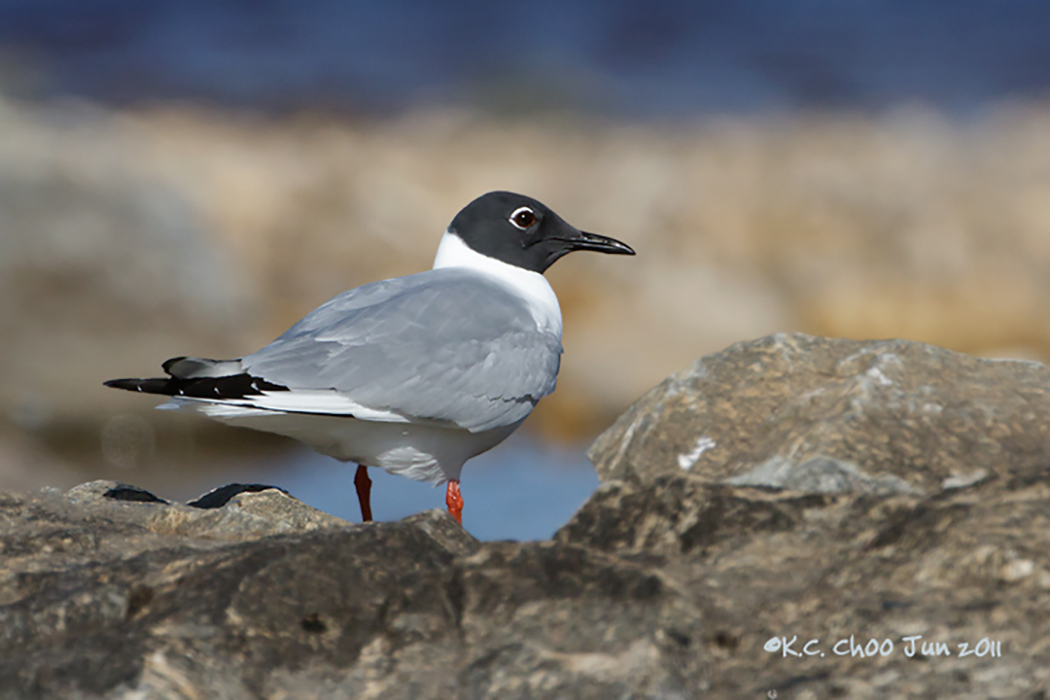 Bonaparte's Gull