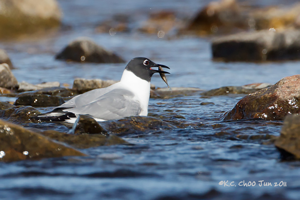 Bonaparte's Gull