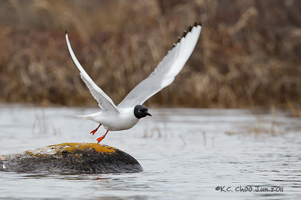 Bonaparte's Gull