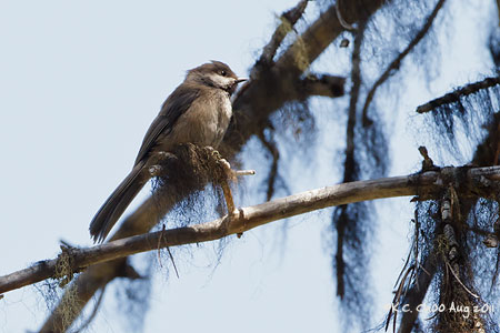 Boreal Chickadee