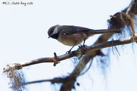 Boreal Chickadee