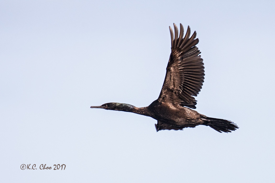 Brandt's Cormorant