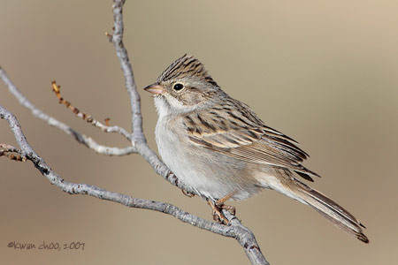 Brewer's Sparrow